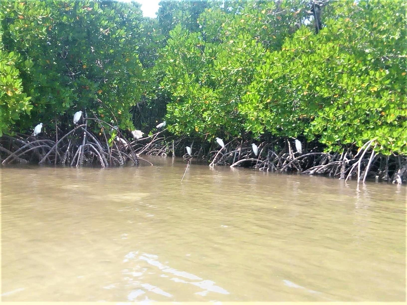 Mida Creek Nature Camp Watamu Buitenkant foto